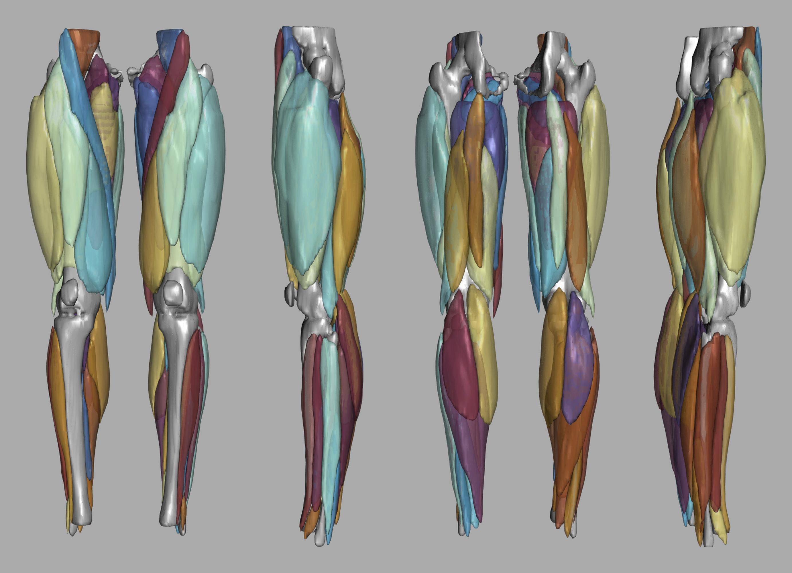 3D render of automated muscle segmentation labels generated using a CNN UNET.